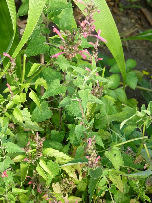 Agastache x 'Raspberry summer'